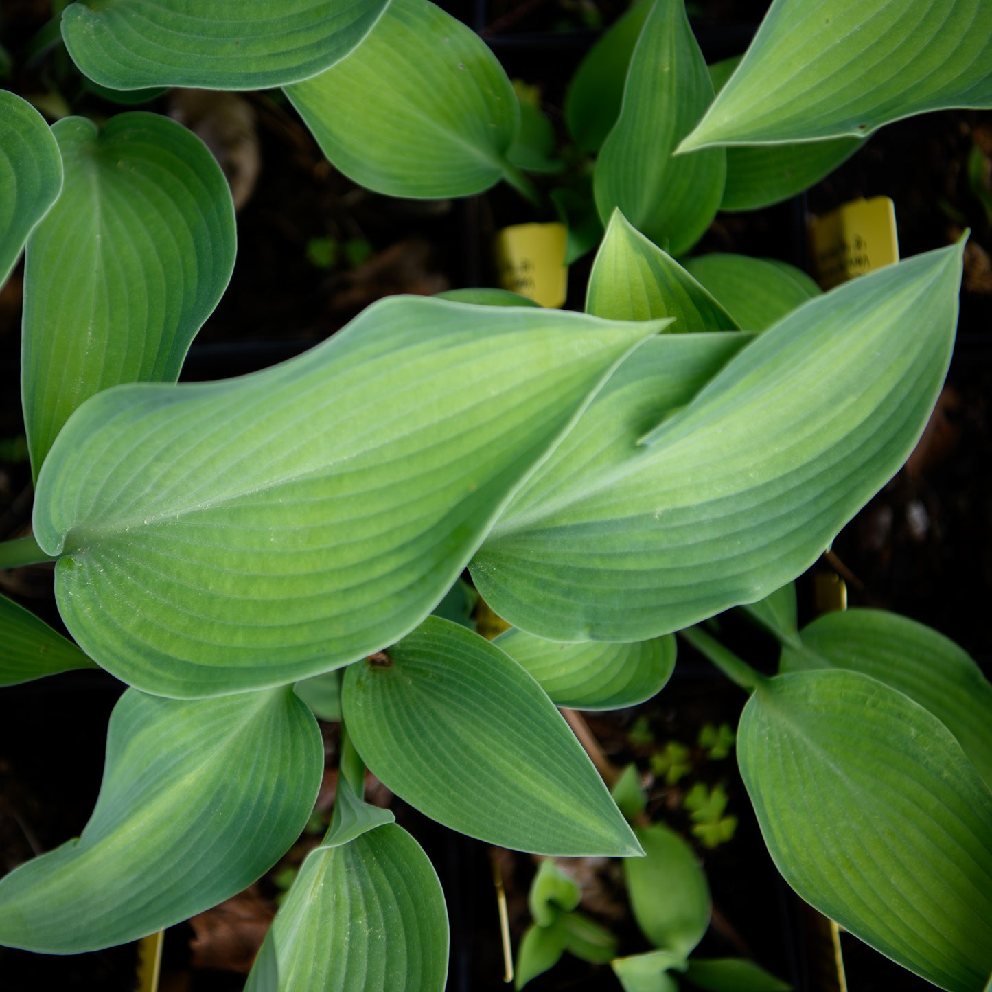 Hosta 'Katherine Lewis'