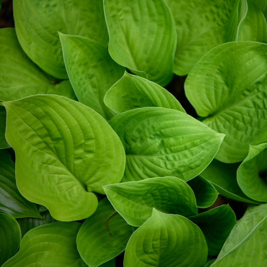 Hosta 'Ki Ren Jyaku'