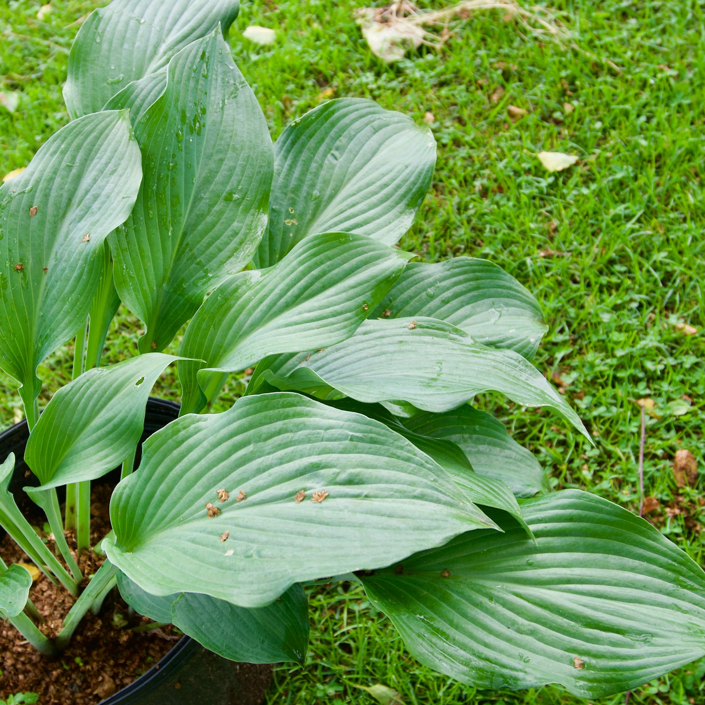 Hosta 'Krossa Regal'