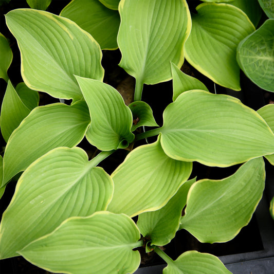Hosta 'Lakeside Cha Cha'