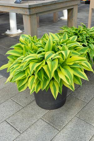 Hosta 'Lakeside Dragonfly’