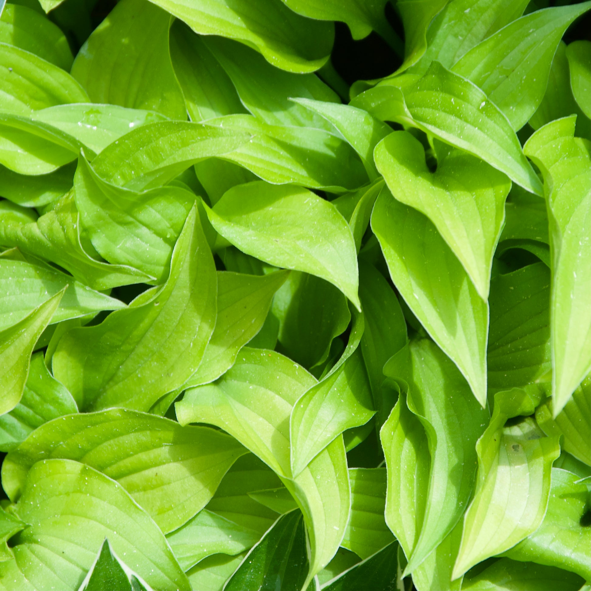 Hosta 'Lemon Lime'