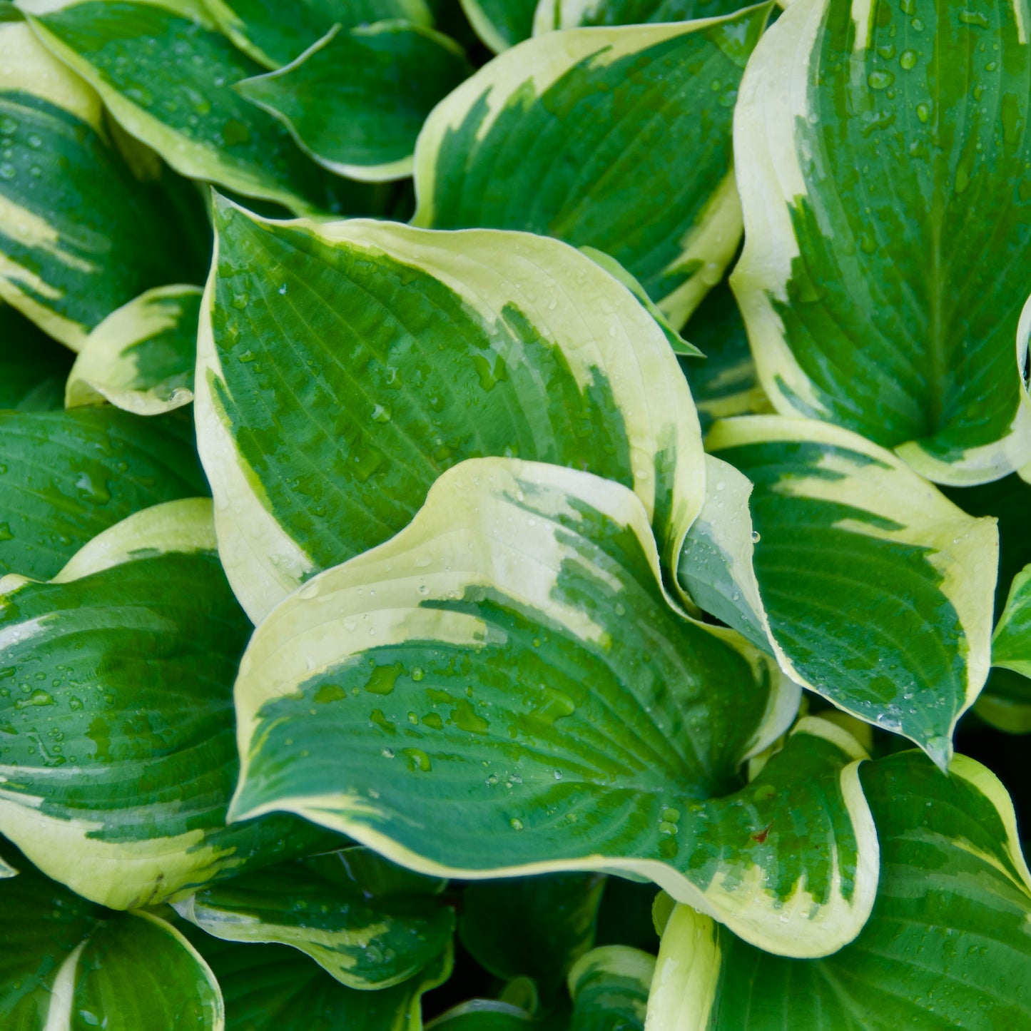 Hosta 'Leola Fraim'