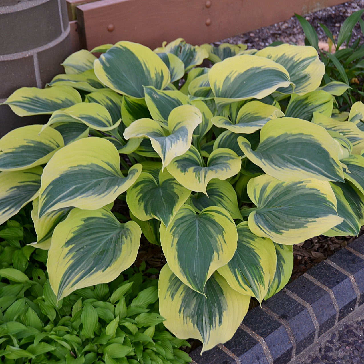 Hosta 'Liberty'