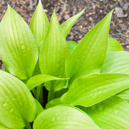 Hosta 'Little Black Scape'