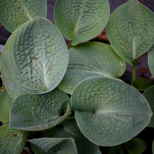 Hosta 'Love Pat'