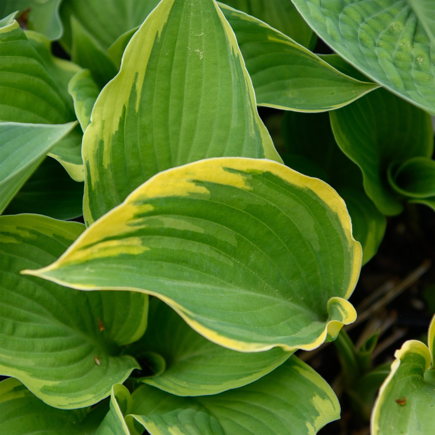 Hosta 'Majesty'