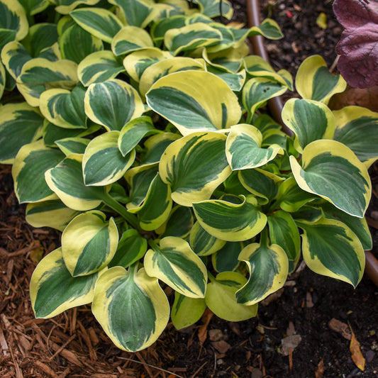 Hosta   'Mighty Mouse'