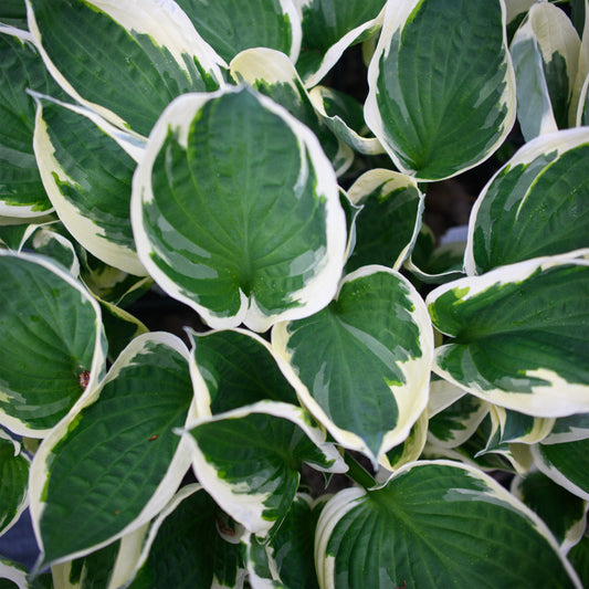 Hosta 'Minuteman'