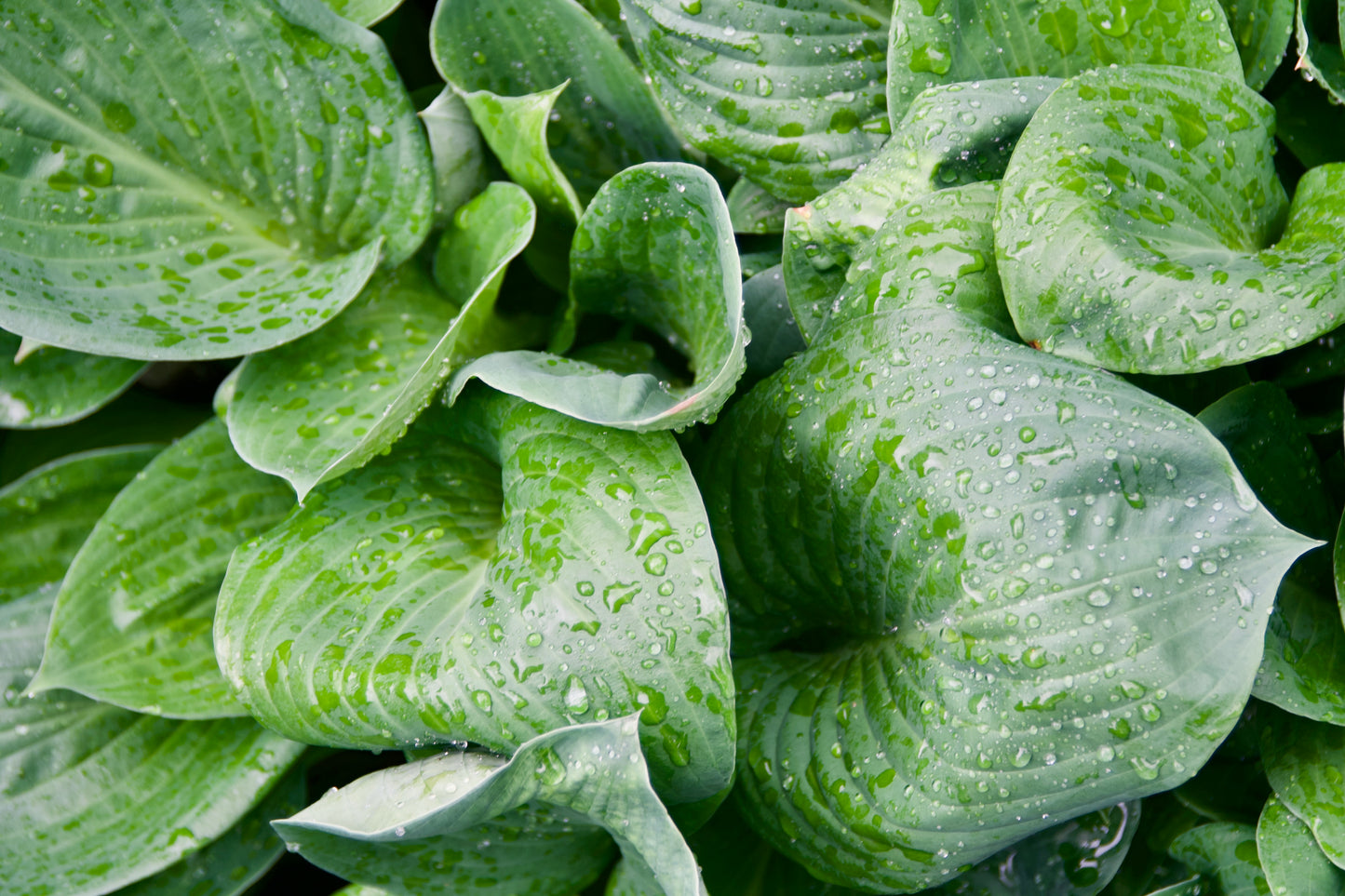 Hosta 'Mississippi Delta'