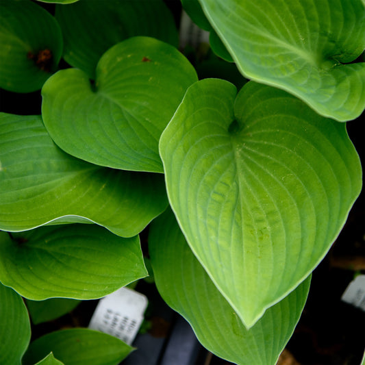 Hosta montana