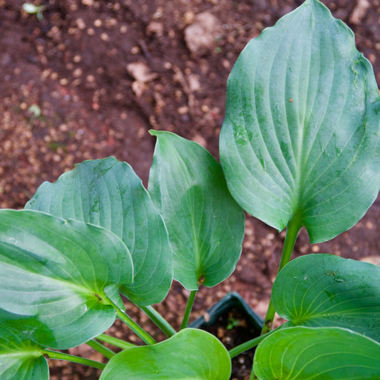 Hosta 'Moonlight Sonata'