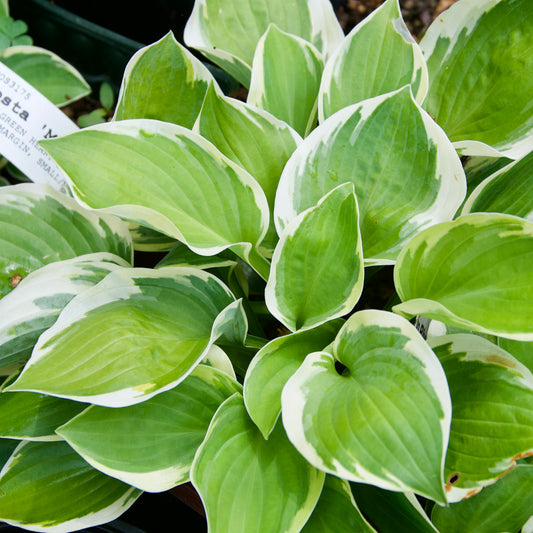 Hosta  'Moon River'