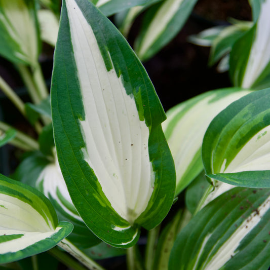 Hosta 'Night Before Christmas'