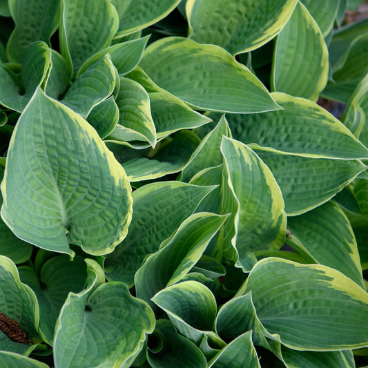 Hosta 'Northern Exposure'