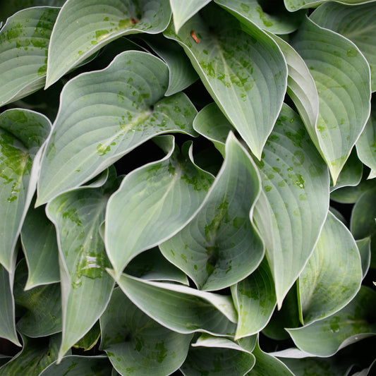 Hosta 'Pacific Blue Edger'