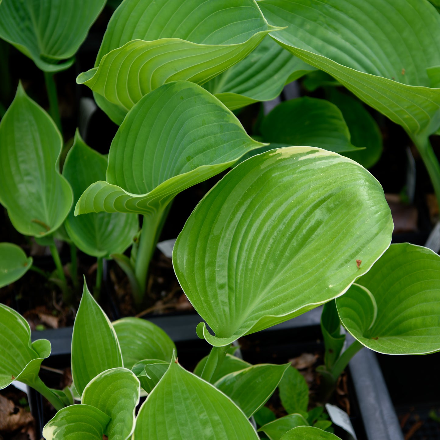 Hosta 'Parhelion'