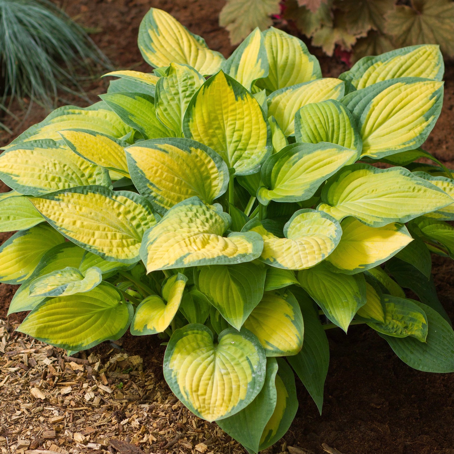 Hosta 'Paul's Glory'