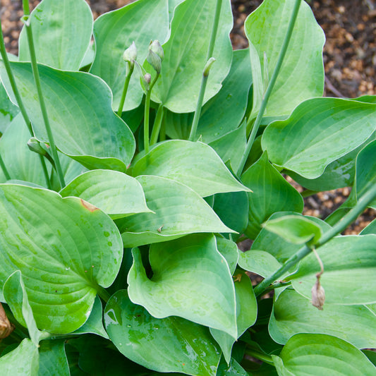 Hosta 'Pearl Lake'