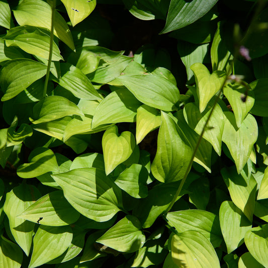 Hosta 'Peedee Gold Flash'