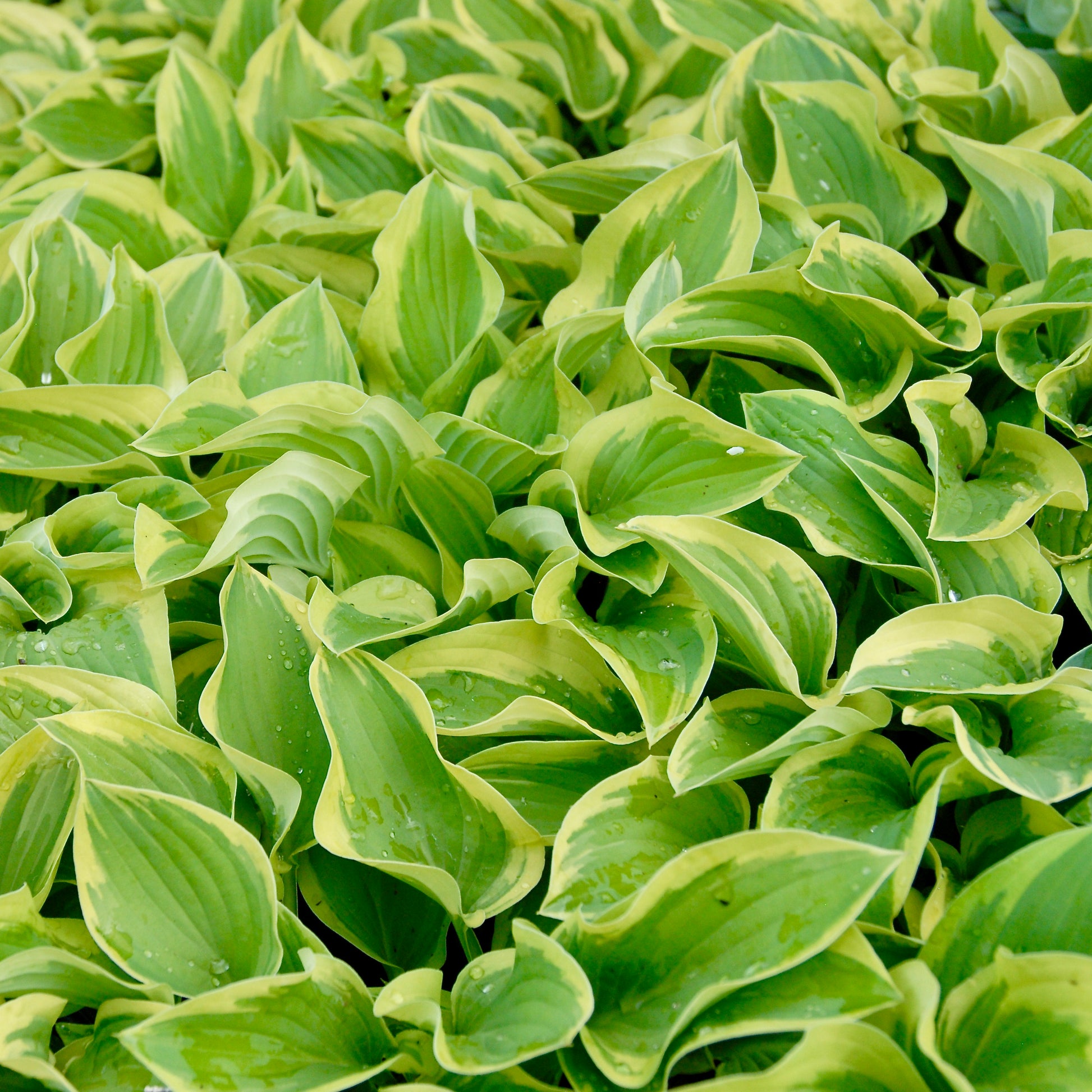 Hosta 'Pilgrim'