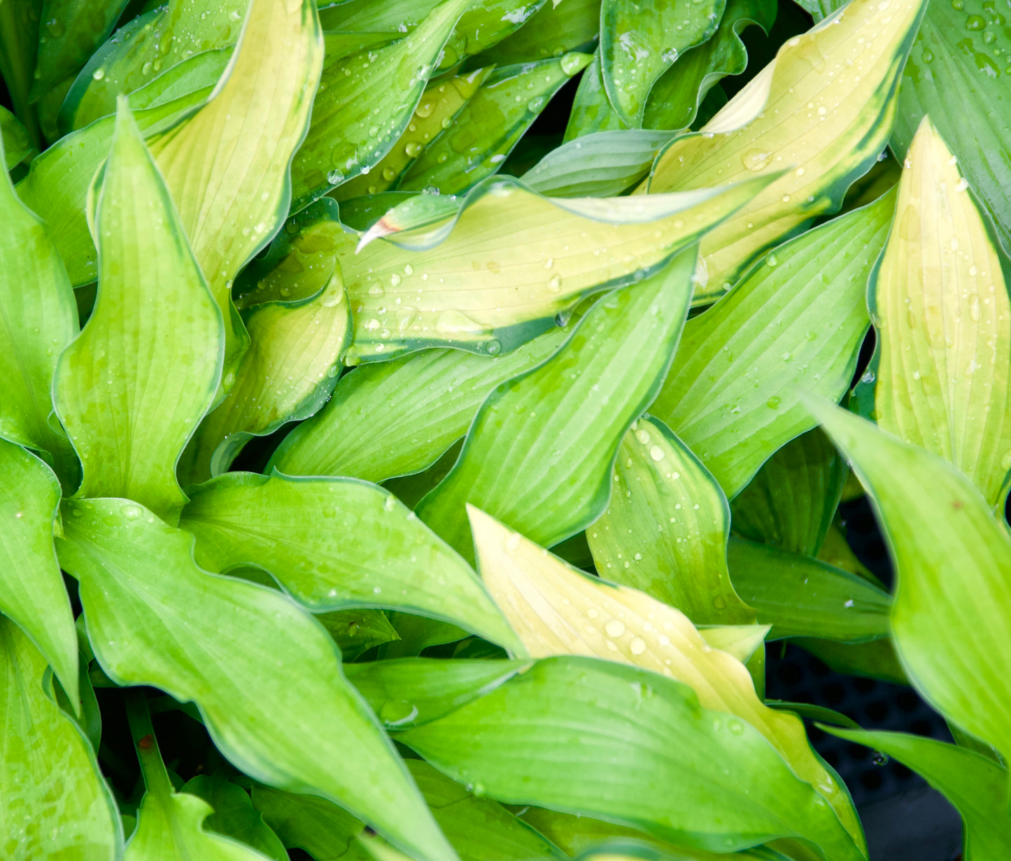 Hosta 'Pineapple Upsidedown Cake'