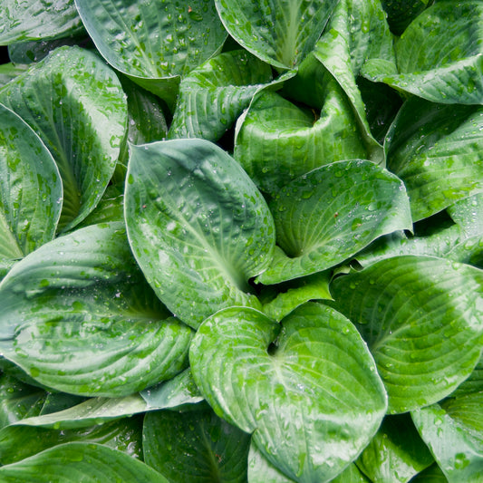 Hosta 'Potomac Pride'