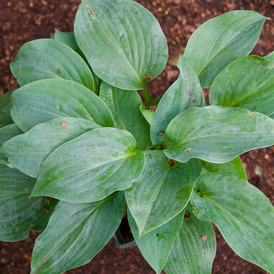 Hosta   'Powder Blue'