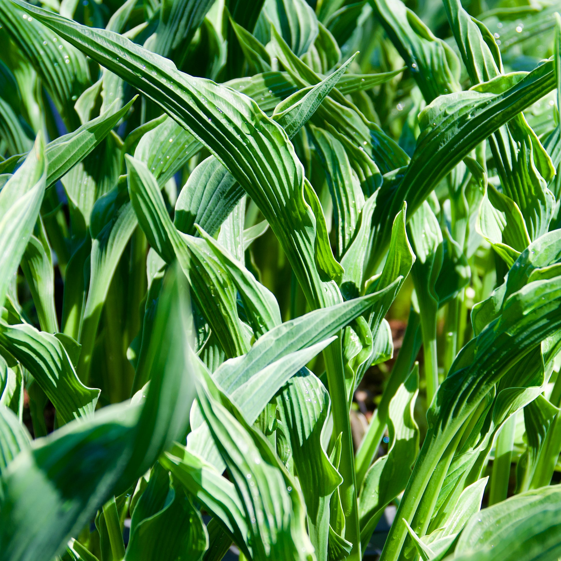 hosta praying plant Hosta 'Praying Hands'