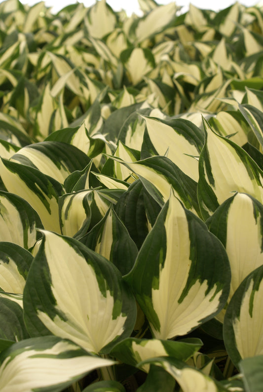 Hosta   'Reversed Patriot'