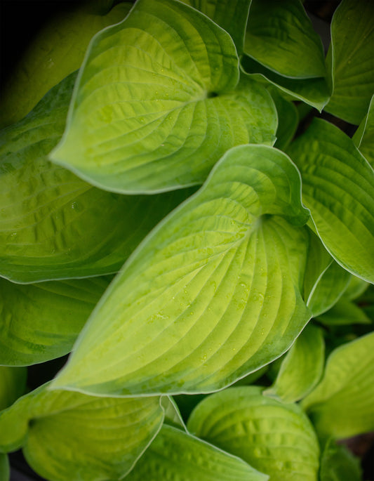 Hosta 'September Sun'