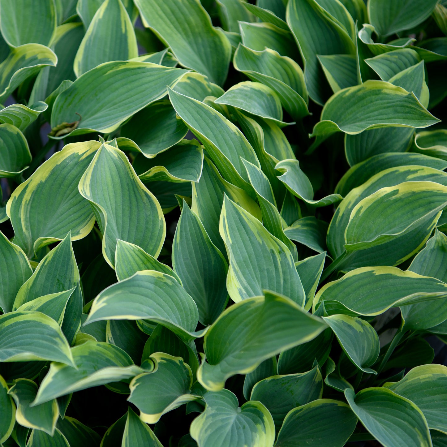 Hosta 'Sleeping Beauty'