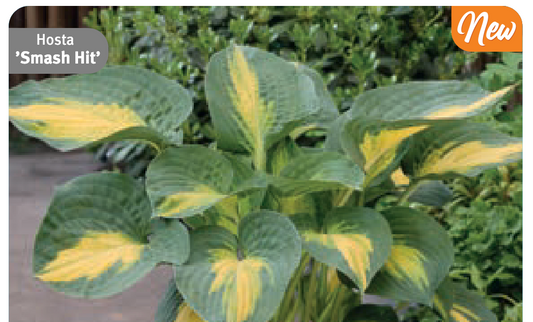Hosta 'Smash Hit'