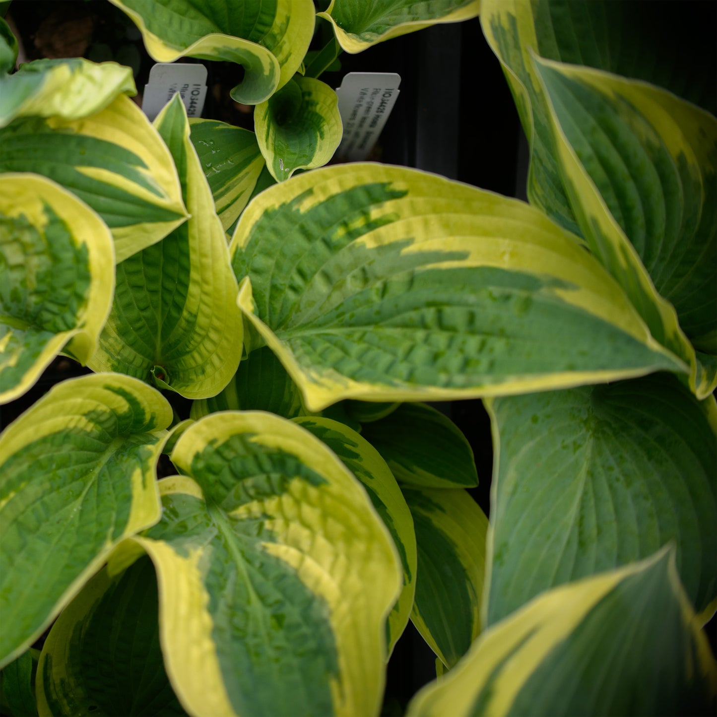 Hosta 'Snowcap'