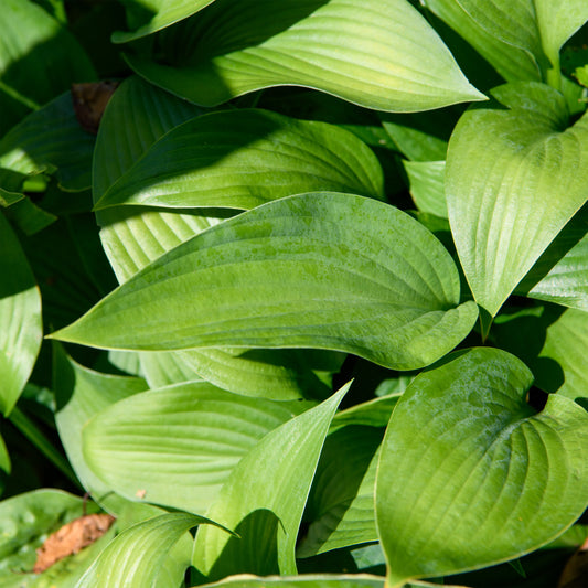 Hosta 'Snowden'