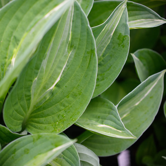 Hosta 'Striptease'