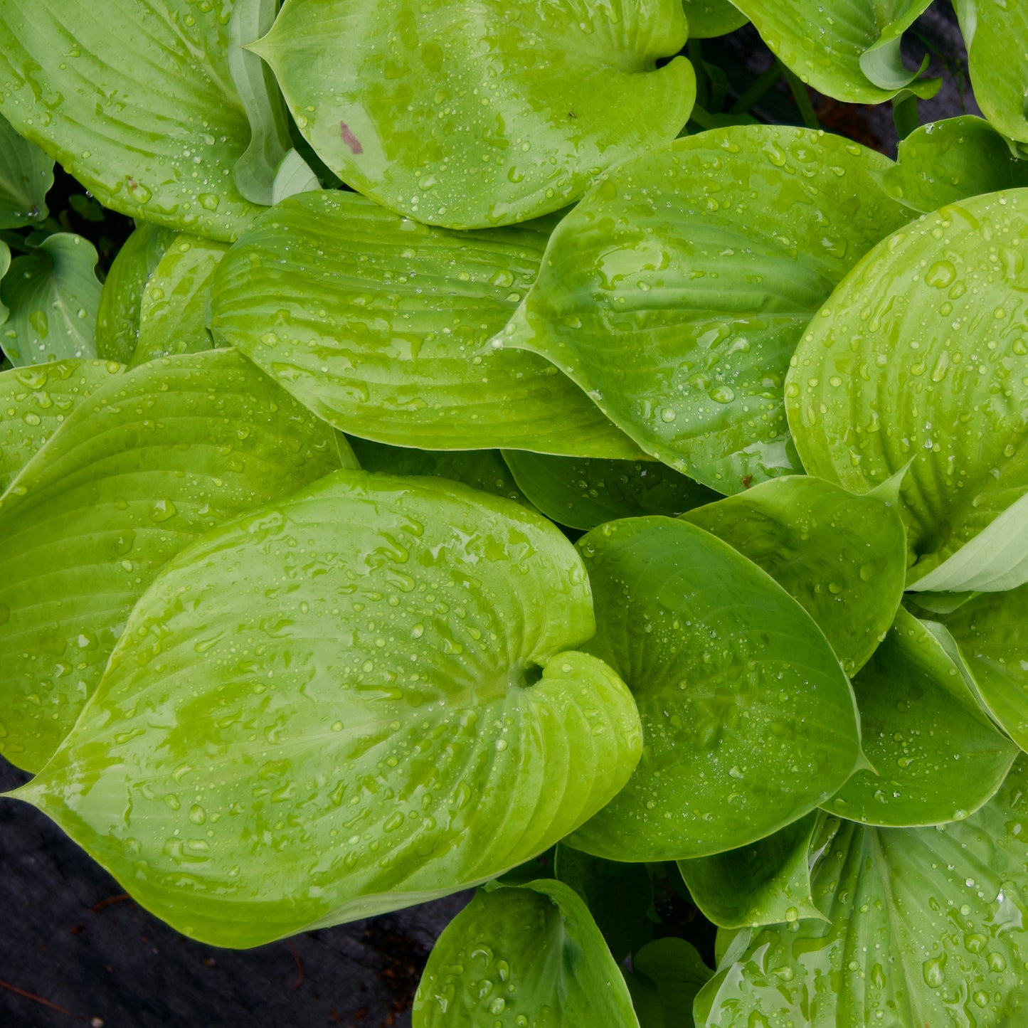 Hosta 'Sum & Substance'