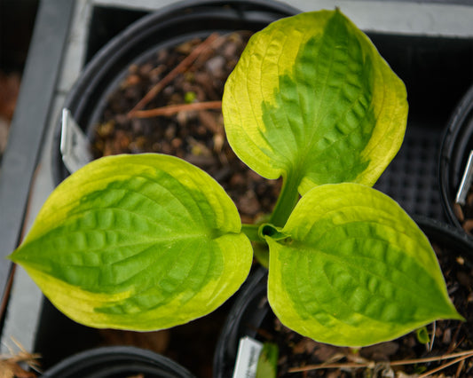 Hosta 'Summer Lovin'