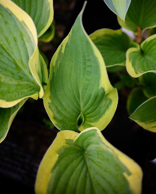 Hosta 'Sundance'