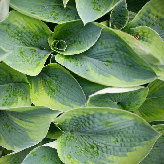 Hosta tokudama 'Flavocircinalis'