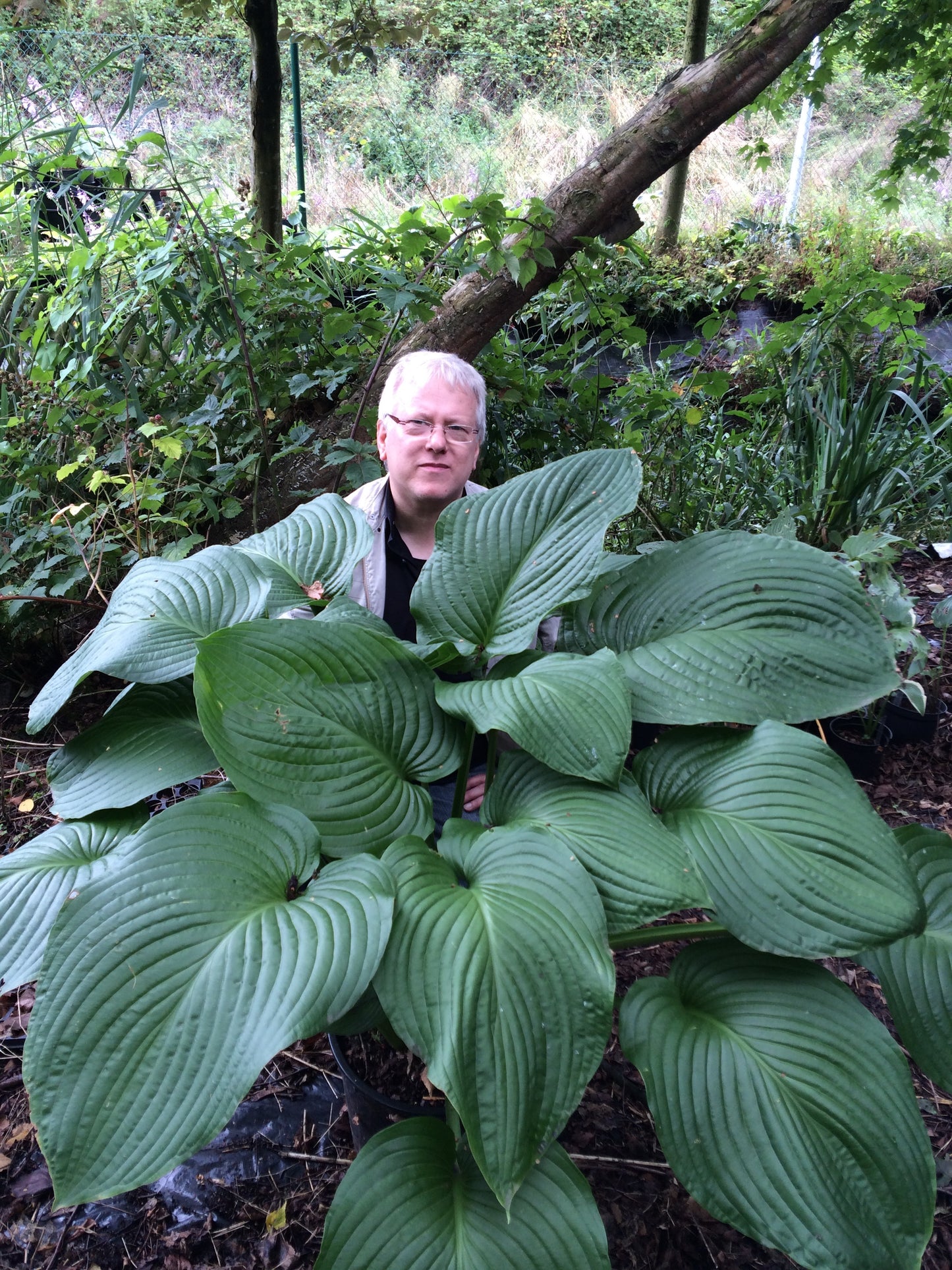 Hosta   'T-Rex'