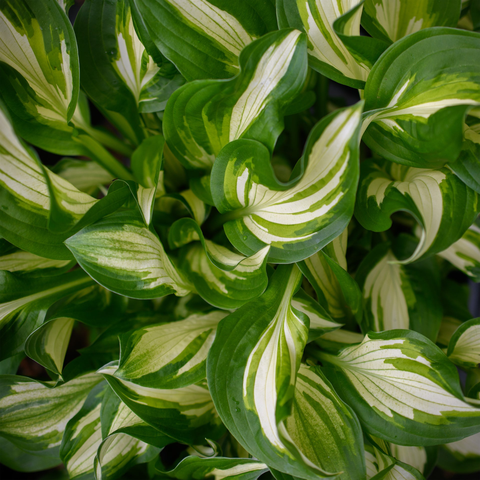 Hosta undulata 'Univittata'  Fieldstone Gardens Inc