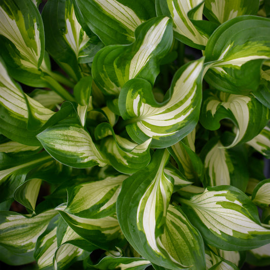 Hosta undulata 'Univittata'