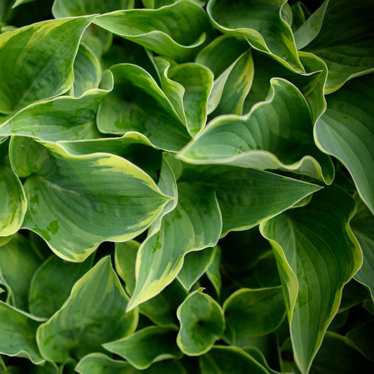 Hosta 'Veronica Lake'