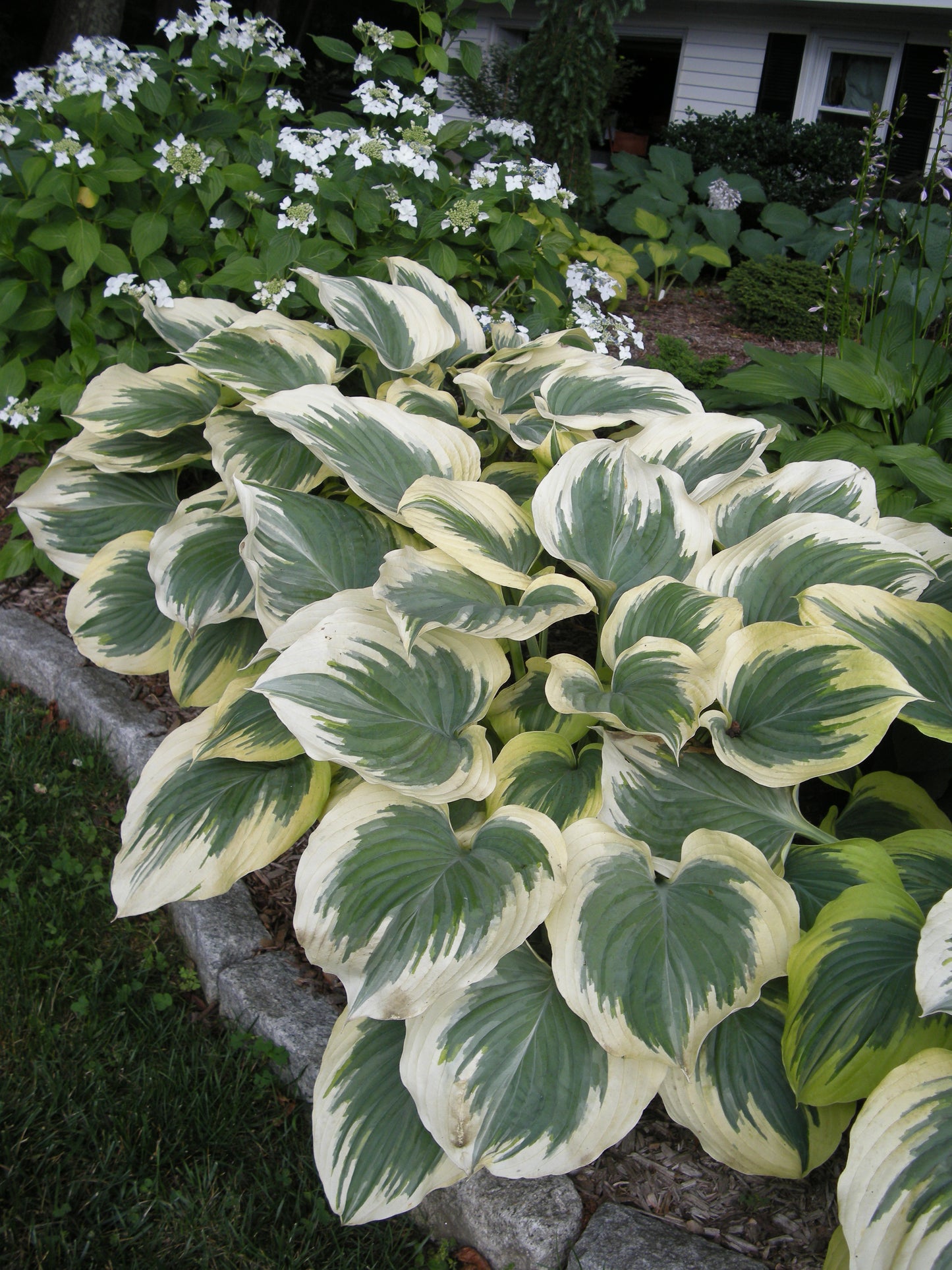 Hosta   'Victory'