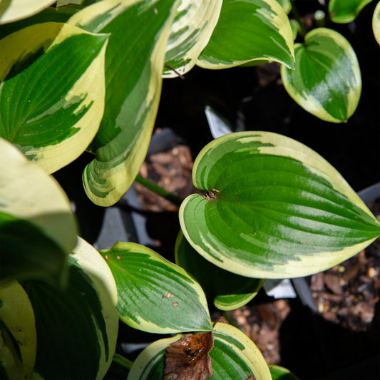 Hosta 'Warwick Choice'