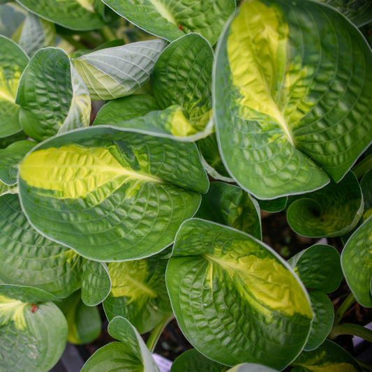 Hosta 'Warwick Comet'