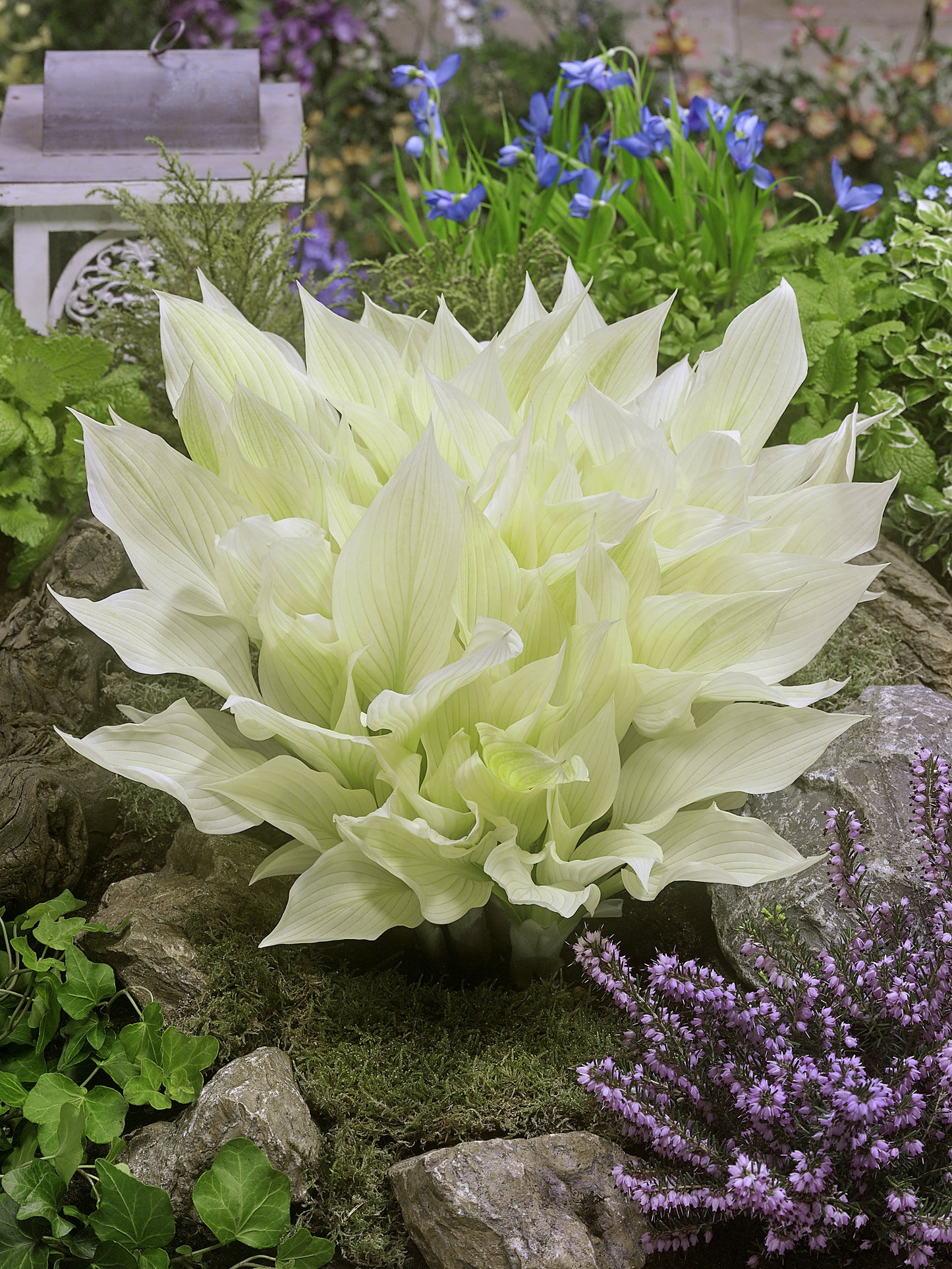 Hosta   'White Feather'