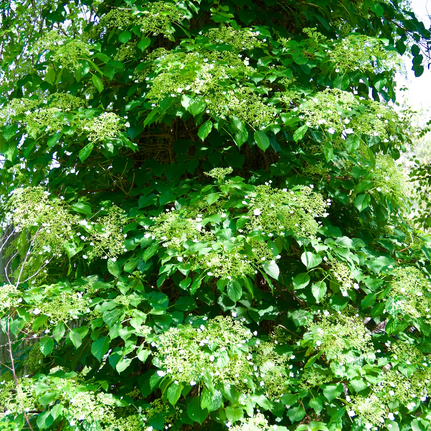 Hydrangea anomala petiolaris