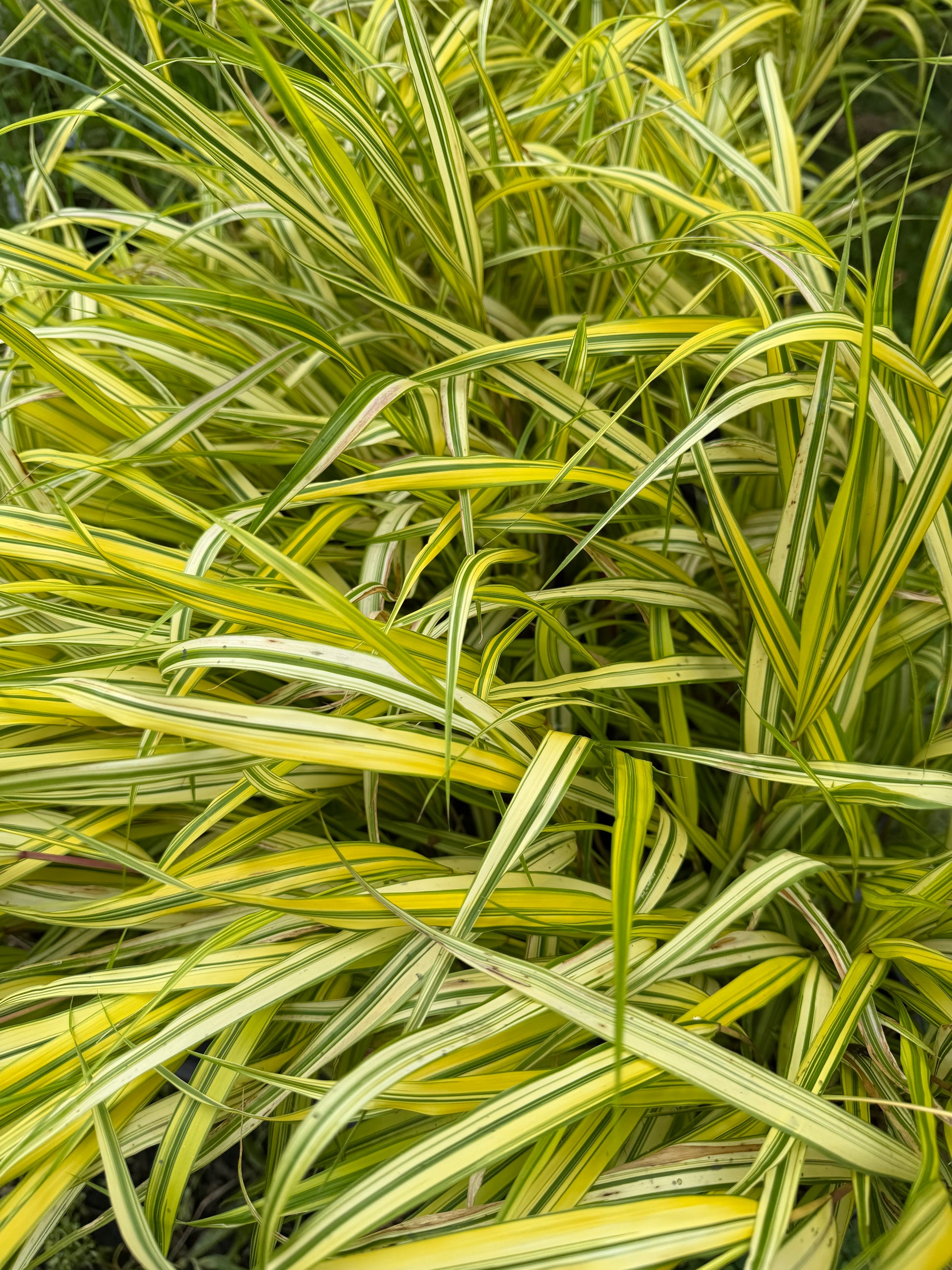Close-up of variegated grass with green and yellow leaves